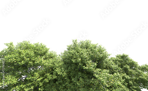 Green forest isolated on background. 3d rendering - illustration © Cristian
