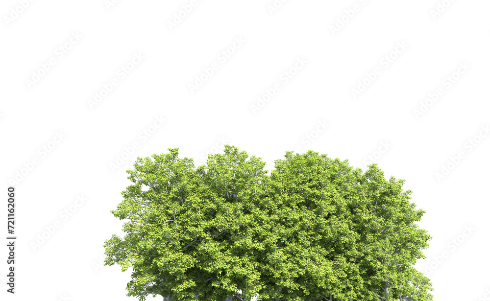 Obraz premium Green forest isolated on background. 3d rendering - illustration