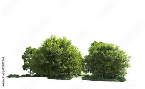 Green forest isolated on background. 3d rendering - illustration