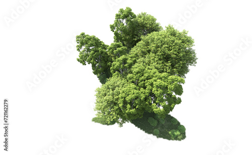 Green forest isolated on background. 3d rendering - illustration