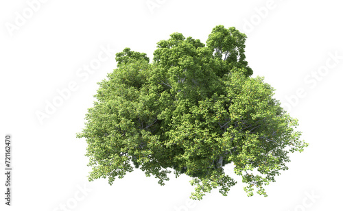 Green forest isolated on background. 3d rendering - illustration