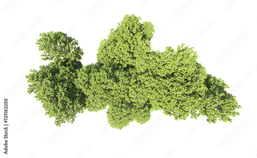 Green forest isolated on background. 3d rendering - illustration Green forest isolated on background. 3d rendering - illustration