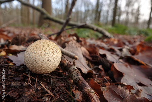 Closeup on a common earthball or pigskin poison puffball mushroom, Scleroderma citrinum growing on the forest floor