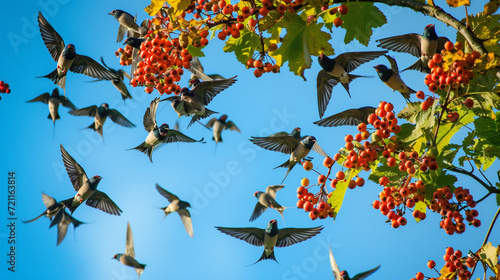 Flock of swallows on rowan tree