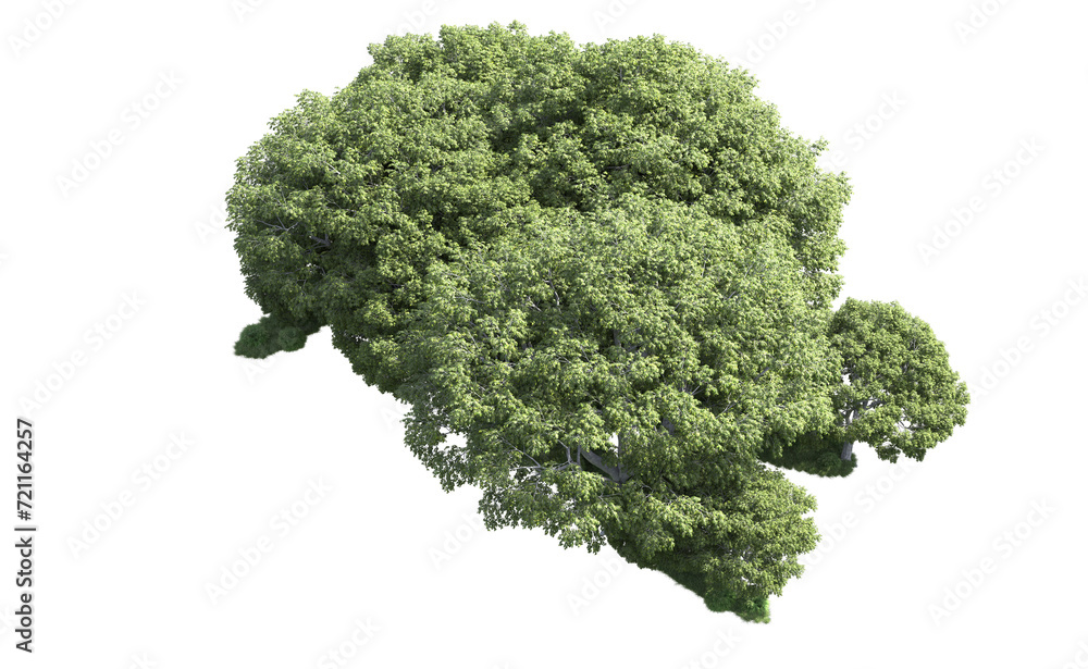 Green forest isolated on background. 3d rendering - illustration Green forest isolated on background. 3d rendering - illustration
