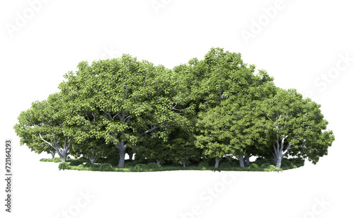 Green forest isolated on background. 3d rendering - illustration