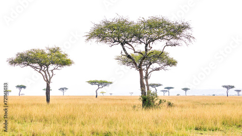Paisaje de sabana africana con acacias