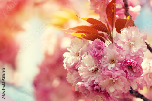 Blooming pink sakura flowers on a branch