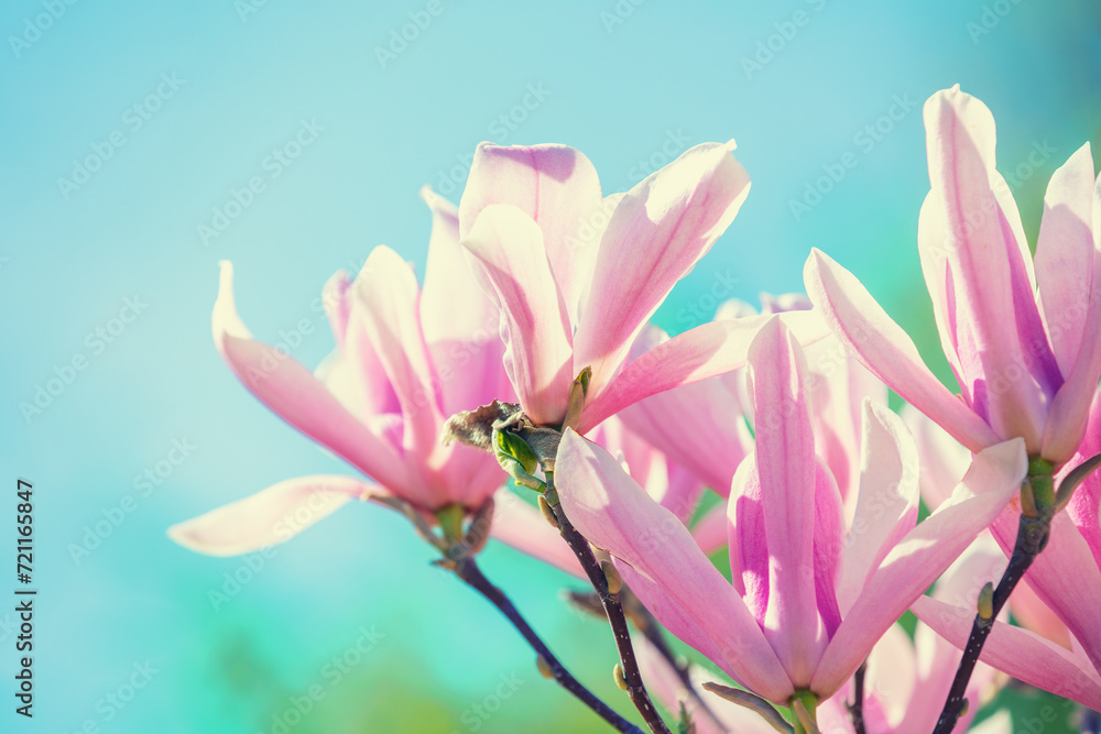 Naklejka premium Blooming pink magnolia flowers against the blue sky. Spring. Natural vintage floral background