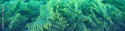 Ferns leaves nature background. Horizontal banner photo