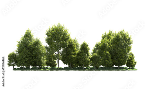 Green forest isolated on background. 3d rendering - illustration