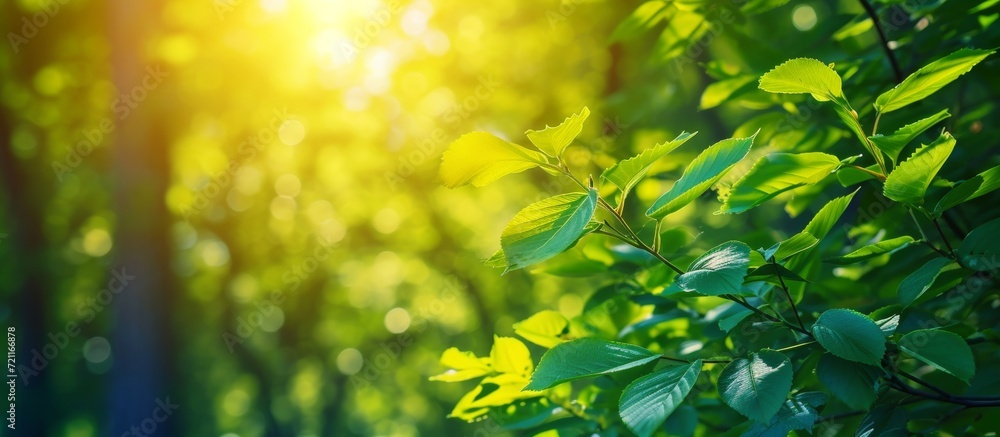 Vibrant Outdoor Sunny Green Forest Background in Closeup: A Captivating Closeup of the Lush Outdoor Sunny Green Forest with a Stunning Background Vibrant Outdoor Sunny Green Forest Background in Closeup: A Captivating Closeup of the Lush Outdoor Sunny Green Forest with a Stunning Background