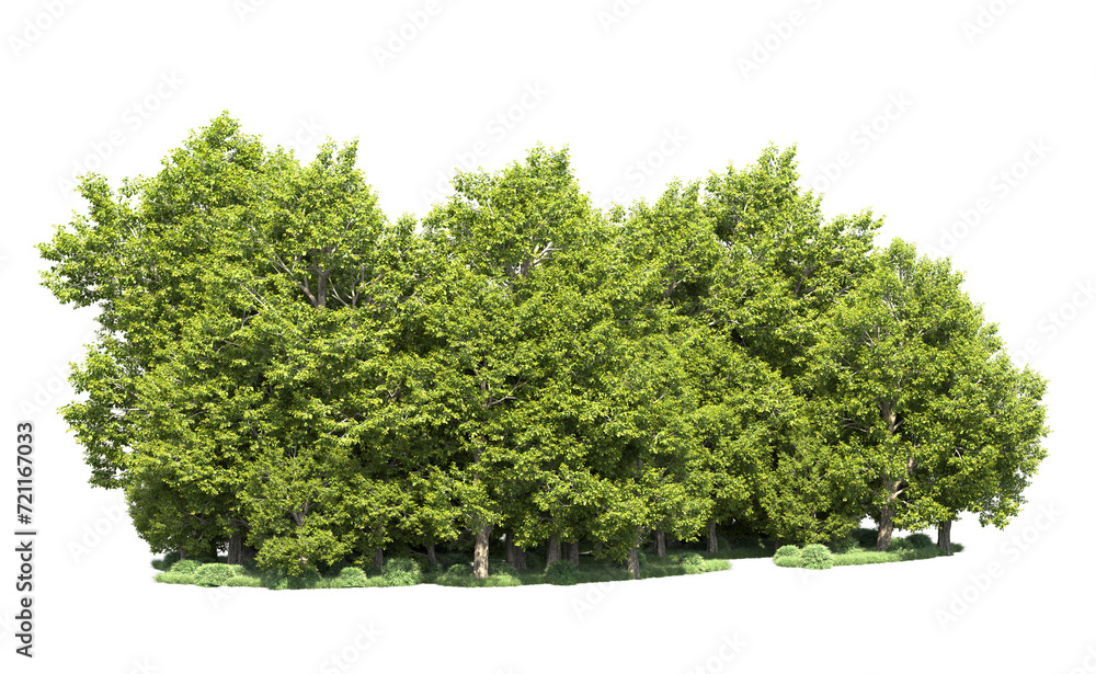 Obraz premium Green forest isolated on background. 3d rendering - illustration