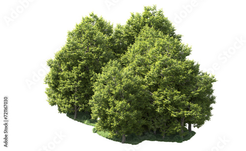 Green forest isolated on background. 3d rendering - illustration