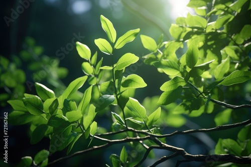 Fresh green tree leaves frame