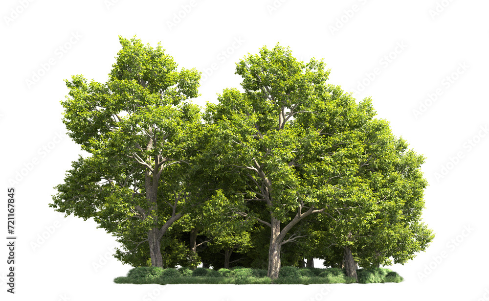 Fototapeta premium Green forest isolated on background. 3d rendering - illustration
