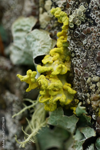 Vertical closeup on a yellow lichen, Vulpicida pinastri photo