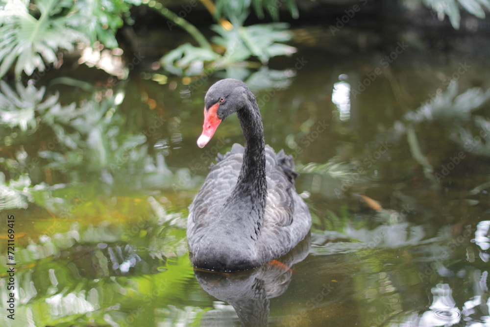 From the front side, a black swan is swimming in the pond From the front side, a black swan is swimming in the pond