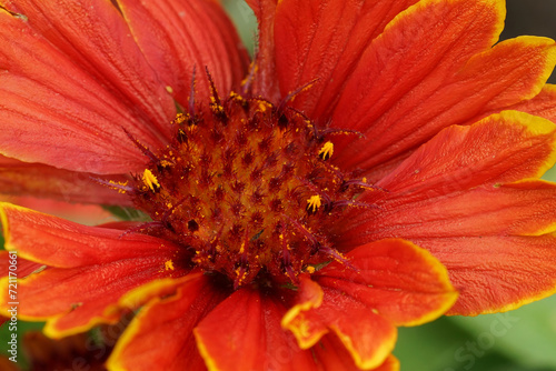 Closeup on a bright red flowering Sunflower or Firewheel wildflower  Gaillardia aristata