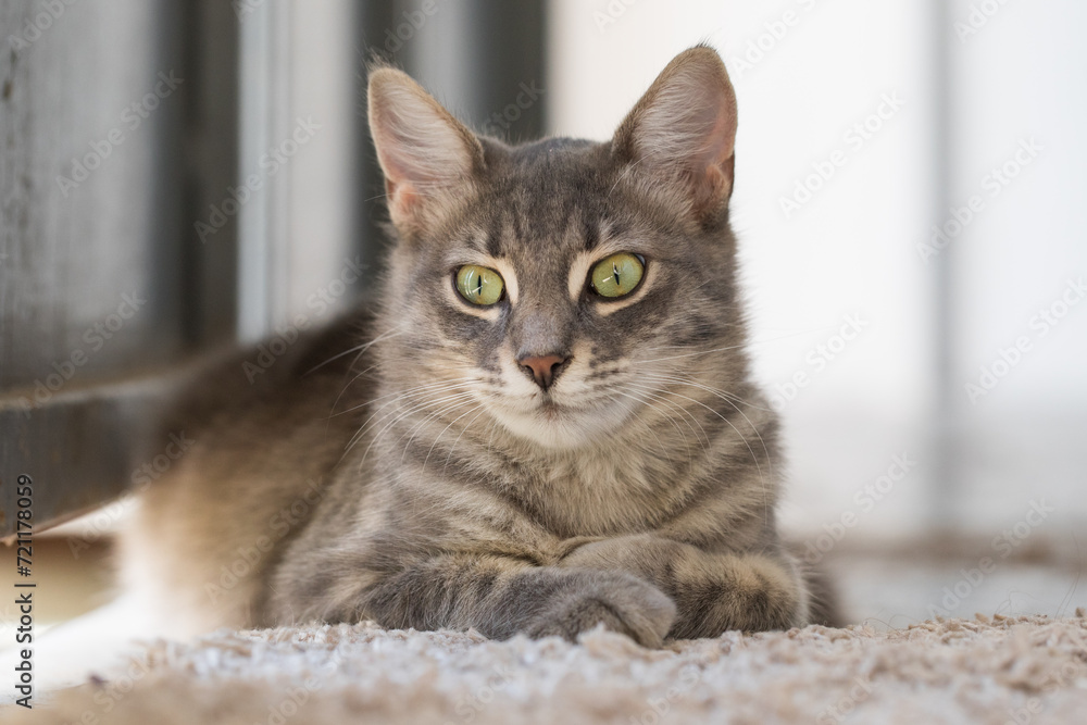 Cute cat pet indoor portrait