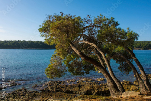 The coast of the Kasteja Forest Park - Park Suma Kasteja - in Medulin, Istria, Croatia. Premantura peninsula is in the background. December photo