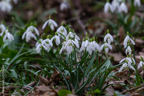 White snowdrop flowers close up. Galanthus blossoms illuminated by the sun in the green blurred background, early spring. Galanthus nivalis bulbous, perennial herbaceous plant in Amaryllidaceae family