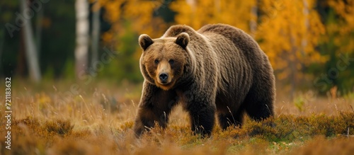 Scientific name for brown bear - Ursus arctos.