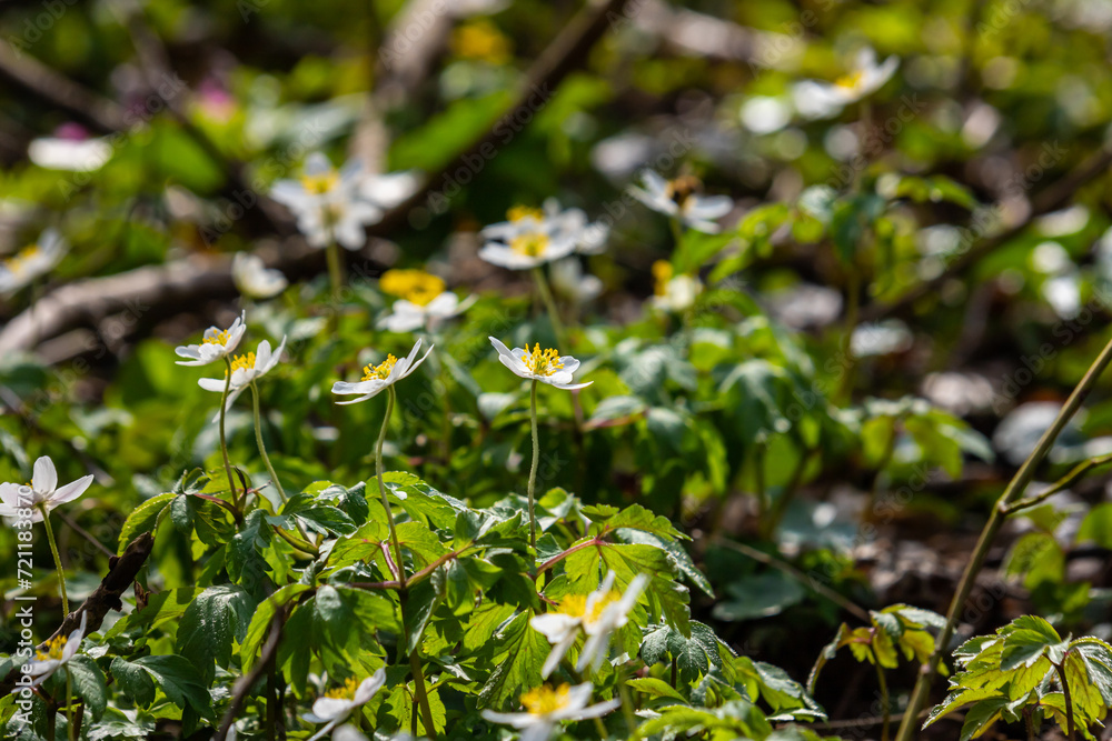 The many white wild flowers in spring forest. Blossom beauty, nature, natural. Sunny summer day, green grass in park. Anemonoides nemorosa The many white wild flowers in spring forest. Blossom beauty, nature, natural. Sunny summer day, green grass in park. Anemonoides nemorosa