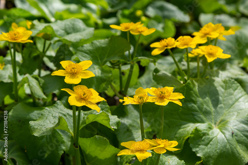 In spring, caltha palustris grows in the moist alder forest. Early spring, wetlands, flooded forest
