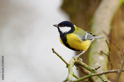 Great tit sitting on a tree branch © fotomaster