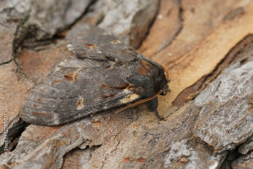 Detailed closeup on an Iron prominent moth, Notodonta dromedarius, sitting on wood