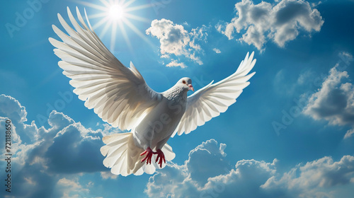 white dove on the background of a beautiful sky.