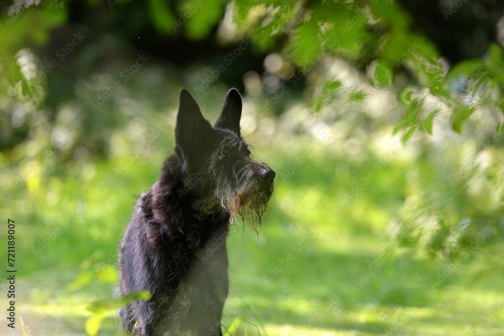 Hundeleben. Sehr alter schwarzer Schnauzer Mix beim Spaziergang im Wald Hundeleben. Sehr alter schwarzer Schnauzer Mix beim Spaziergang im Wald