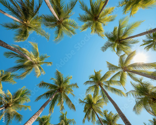 Upward View of Palm Trees Canopy Against a Bright Blue Sky on a Sunny Day