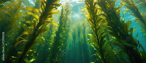 A kelp forest with tall stalks reaching the water surface, mainly exhibiting Ecklonia maxima from below.