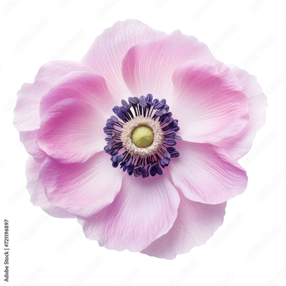 flower - Anemone flowers in light purple, with dark violet hues on the edges.