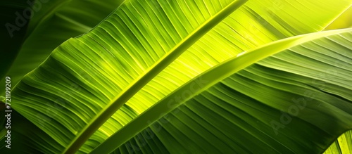 Inspiring Banan Leaf Drenched in Radiant Green Light - A Captivating Display of Banan Leaf's Vibrant Green Hue Illuminated by Soft, Radiant Light photo
