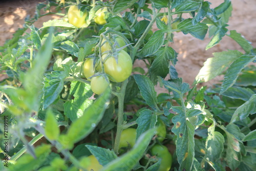 red ripe and green tomato in a beautiful farm in Bahariya oasis in Egypt photo