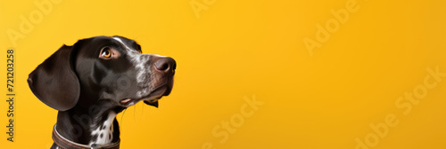 dog waiting for food or looking, watching something on a yellow background. Horizontal banner. Copy space for text photo