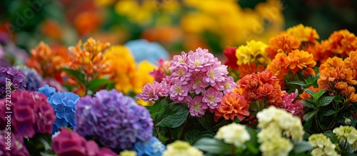 Flower Power: A Colorful Display of Blossoms in the Blossoming Plant Park