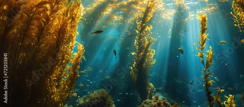 Underwater kelp forest at California island reef housing marine creatures. photo