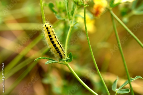 A moth butterfly caterpillar crawls through the grass.