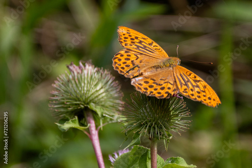 butterfly on flower