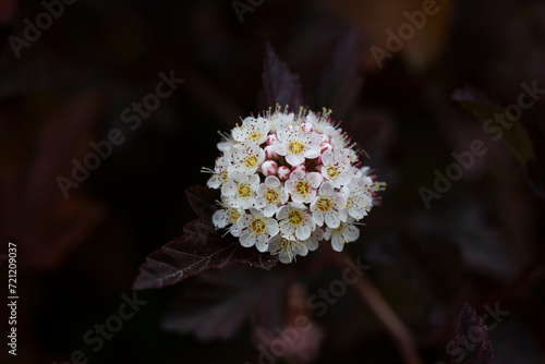 Dozens of white flowers of purple leaved Physocarpus opulifolius in may photo