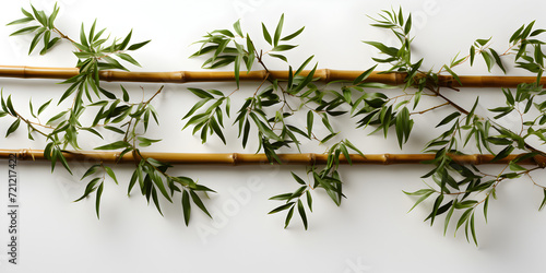 bamboo culms and leaves