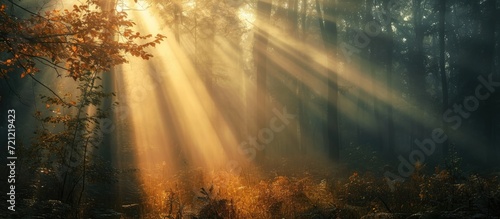 rays of sunlight © 2rogan
