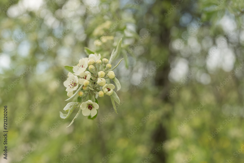 Willow leaf pear blossom in spring Willow leaf pear blossom in spring