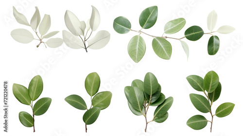 Exquisite Ficus Collection: Stunning Plants, Isolated on Transparent Background, Ideal for Digital Art, 3D Rendering, and Chic Garden Designs