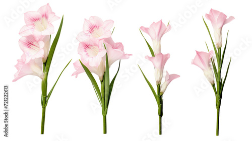 Exquisite Gladiolus Collection: Beautiful Flowers, Buds, and Leaves in Stunning 3D Digital Art, Perfect for Garden Design and Perfume Labels – Transparent PNG Images, Top View