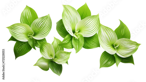 Beautiful Hosta Collection: Digital Art 3D Renderings of Plants and Garden Design Elements, Isolated on Transparent Background for Perfume and Essential Oil Projects.